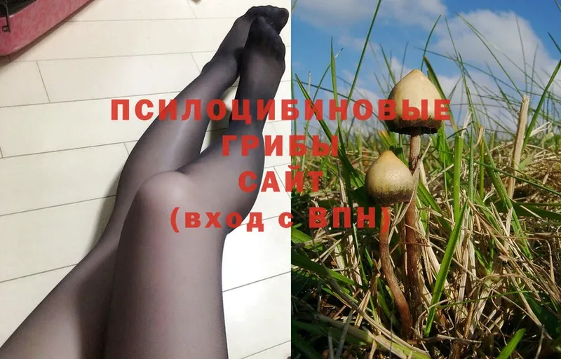 Псилоцибиновые грибы Magic Shrooms  купить наркотики сайты  Бокситогорск 